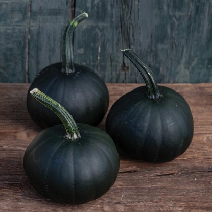 Picture of Pumpkin Morticia (Tz1910) F1